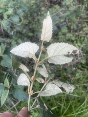 Buddleja dysophylla