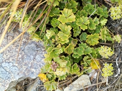 Azorella