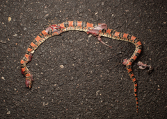 Rhinocheilus lecontei