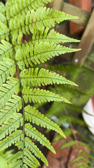 Dryopteris erythrosora