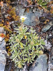 Celmisia hieraciifolia