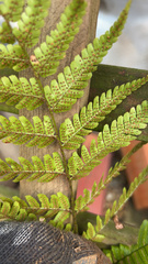 Dryopteris erythrosora