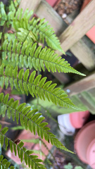 Dryopteris erythrosora