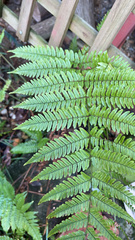 Dryopteris erythrosora