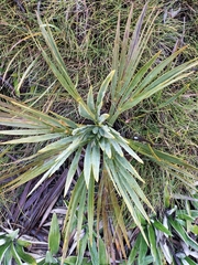 Aciphylla ferox