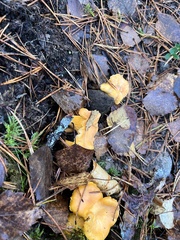 Cantharellus cibarius