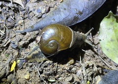 Megaustenia imperator