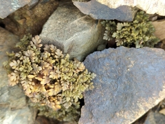 Veronica cheesemanii