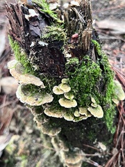 Trichaptum abietinum