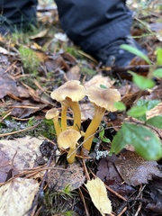 Craterellus tubaeformis