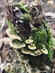 Trichaptum abietinum