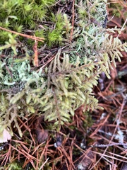 Evernia prunastri