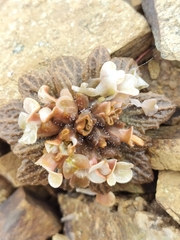 Notothlaspi rosulatum