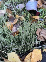 Cladonia cornuta cornuta