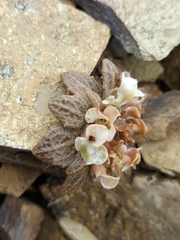 Notothlaspi rosulatum