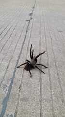 Selenocosmia javanensis