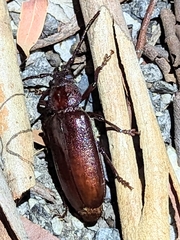 Prioninae