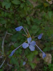 Plumbago auriculata