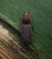 Monocrepidius submarmoratus