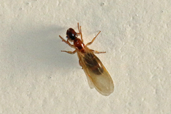 Colobopsis