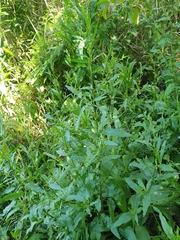 Rumex conglomeratus