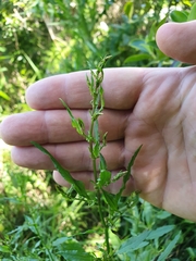 Rumex conglomeratus