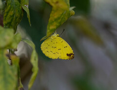 Eurema blanda