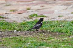Turdus torquatus