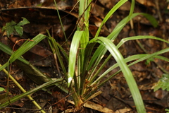 Hypolytrum heteromorphum