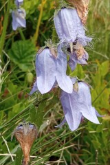 Campanula barbata