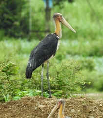 Leptoptilos javanicus