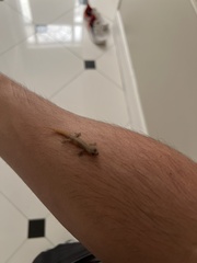 Afrogecko porphyreus