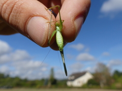 Phaneroptera laticerca