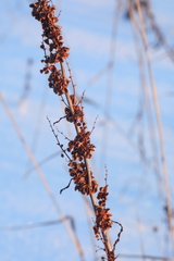 Rumex pseudonatronatus