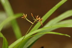 Hypolytrum heteromorphum