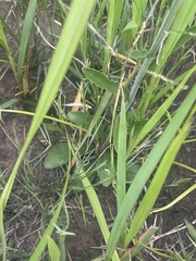 Erigeron primulifolius