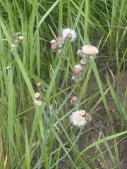 Erigeron primulifolius