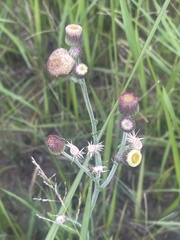 Erigeron primulifolius
