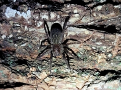 Uliodon