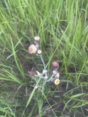 Erigeron primulifolius