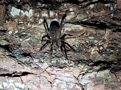 Uliodon