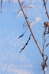 Rumex pseudonatronatus
