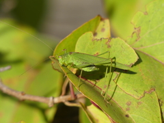 Phaneroptera laticerca