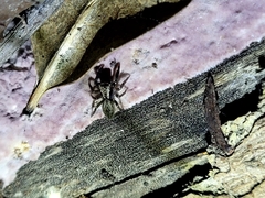 Trite auricoma