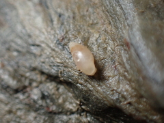 Leucophytia bidentata