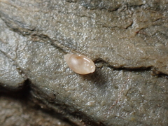 Leucophytia bidentata