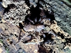 Uliodon