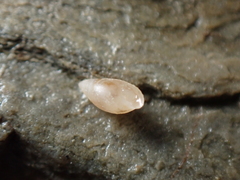 Leucophytia bidentata