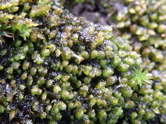 Frullania dilatata