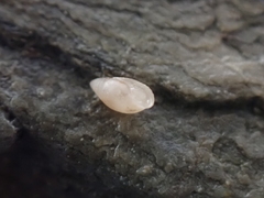 Leucophytia bidentata